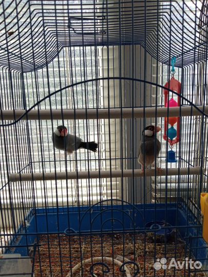 Рисовые амадины