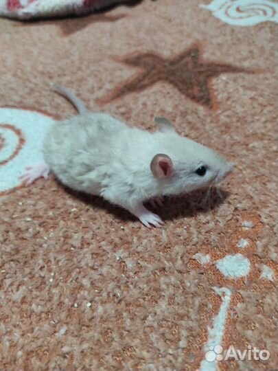 Крысята Рекс,дамбо и стандарт. Крысы