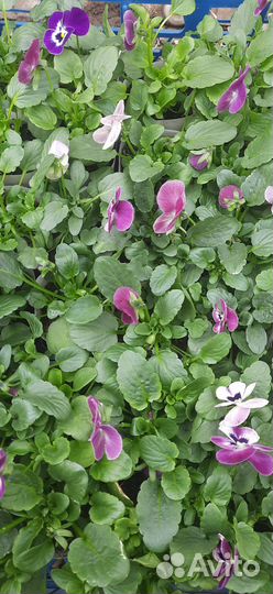 Рассада Огурцов