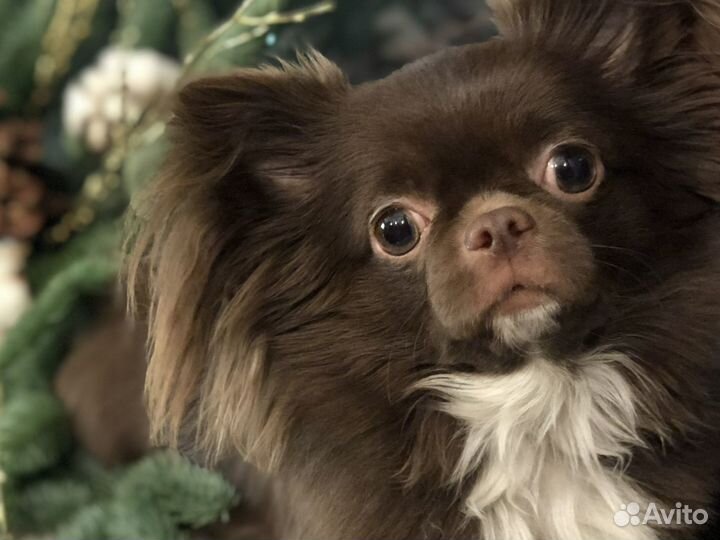 Чихуахуа вязка