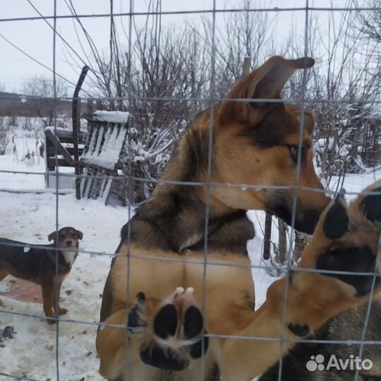 Собака в добрые руки