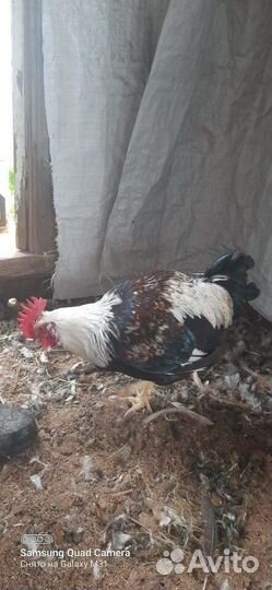 Петух молодой