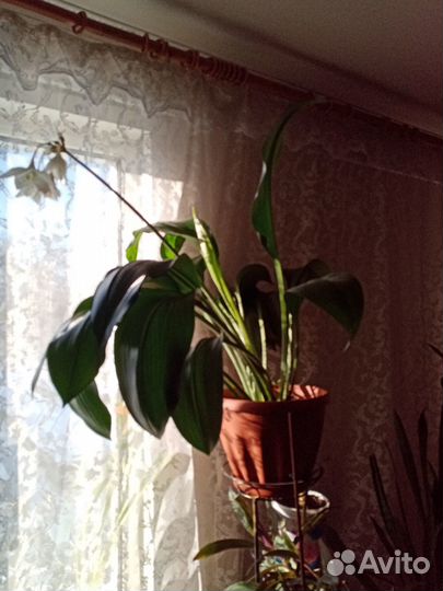 Комнатные цветы Эухарис