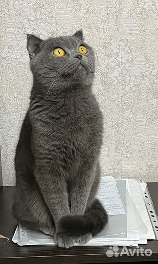 Британская