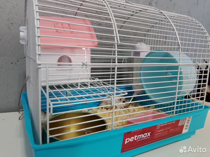 Сирийский хомяк с клеткой