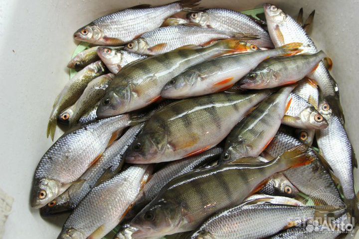 Живая рыба оптом (плотва, окунь)