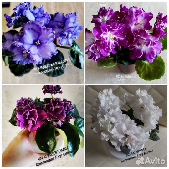 Укорененные черенки фиалок (с детками)