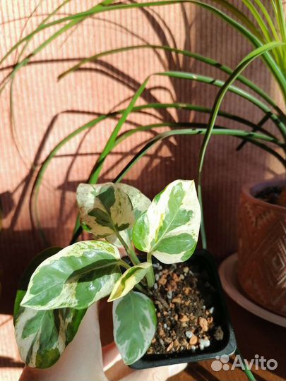 Ароидные растения