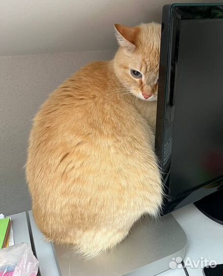 Кошка Бусинка в добрые руки