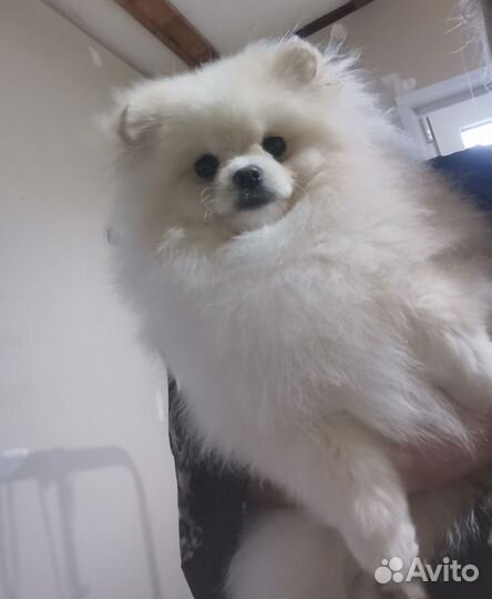 Мальчик шпица