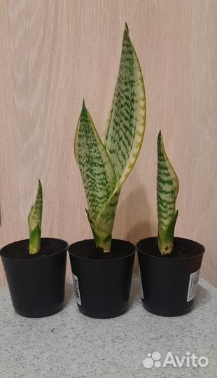 Сансивиерия Лауренти