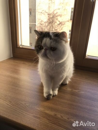 Экзотический кот