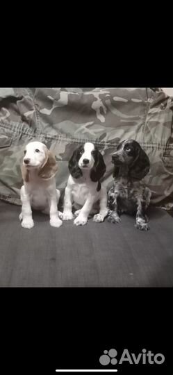 Русский охотничий спаниель