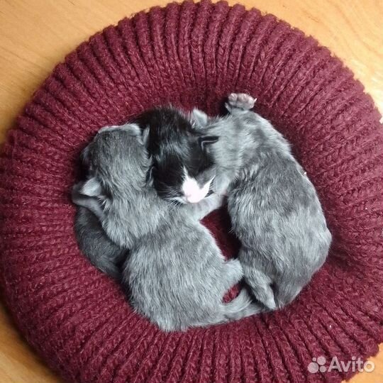 Котята отдам в добрые руки бесплатно