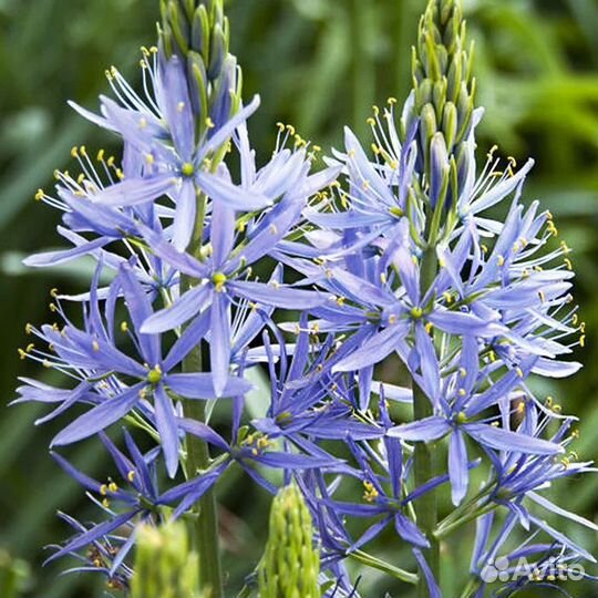 Цветы для сада