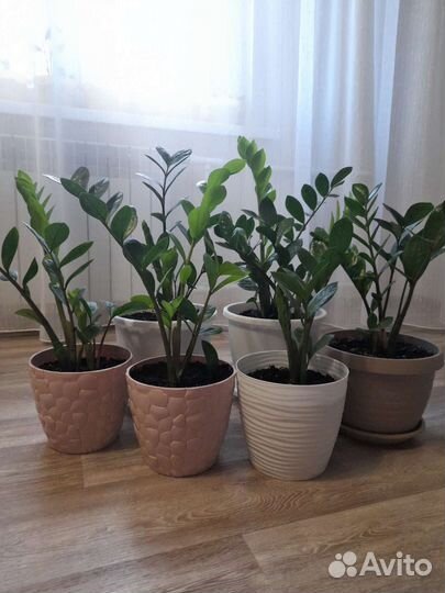 Замиокулькас