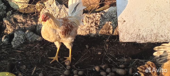 Молодые петухи