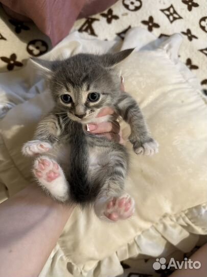 Котята в добрые руки бесплатно