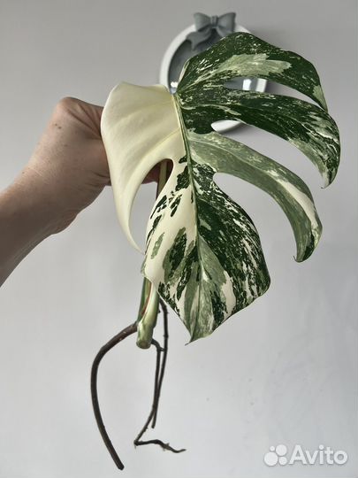 Монстера Варингатная