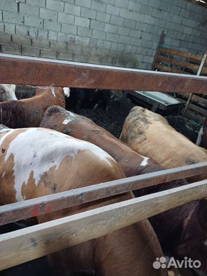 Быки на мясо