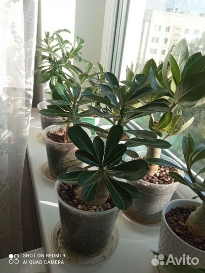 Комнатные растения цветы