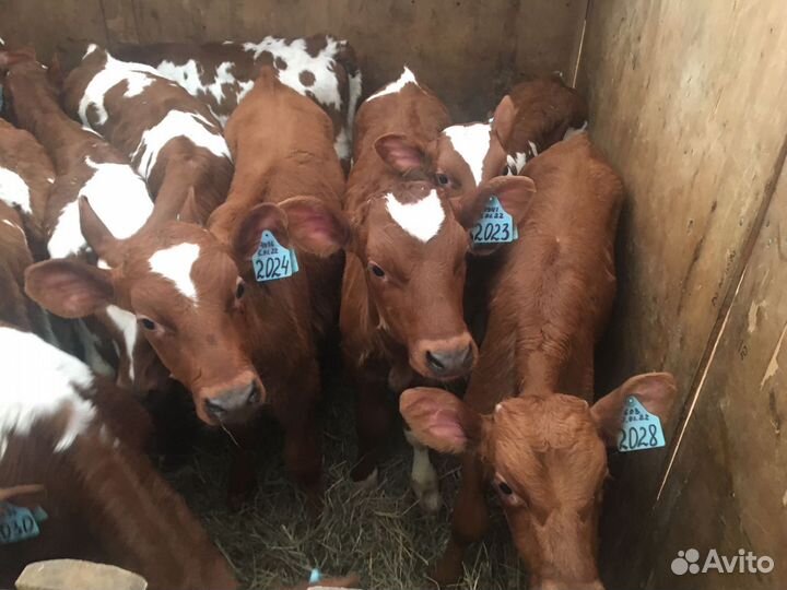 Телята бычки