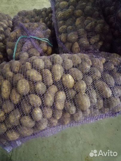 Картофель и овощи местные