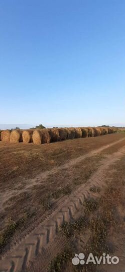 Продам сено