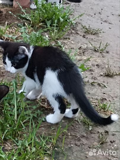 Отдам в добрые руки