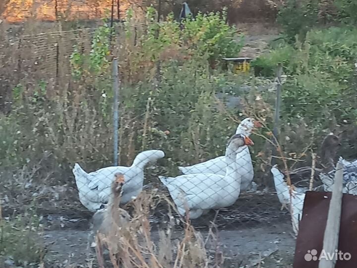 Холмогорские гуси