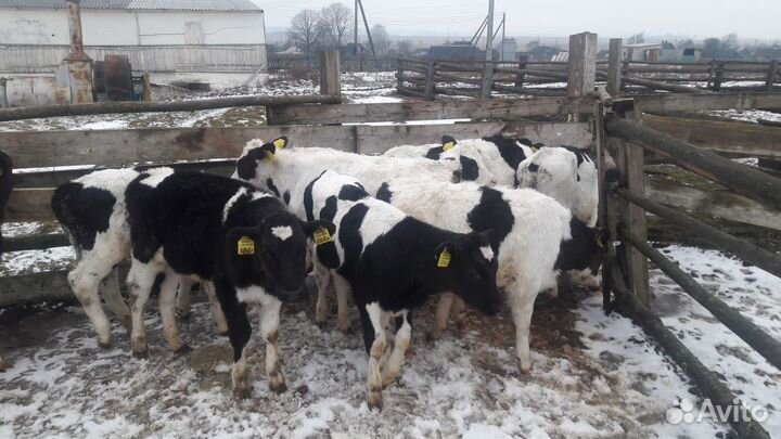 Бычки телята скороспелые