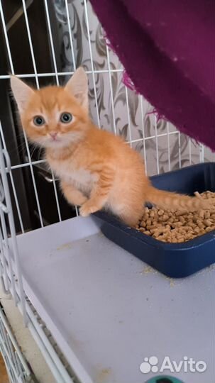 Кот в добрые руки