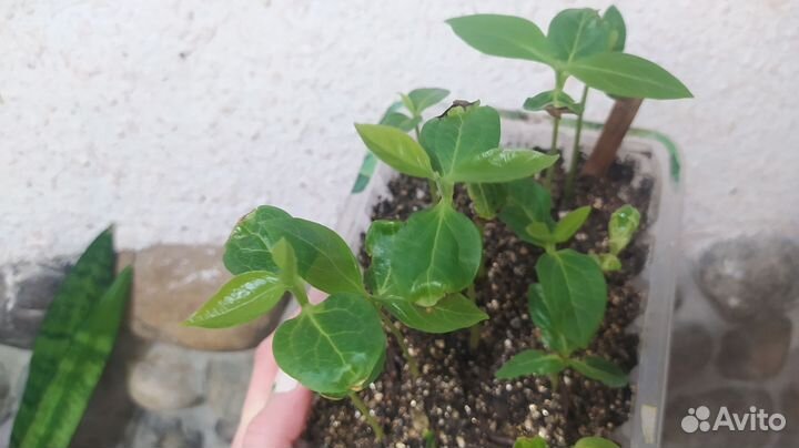 Корольки из косточки