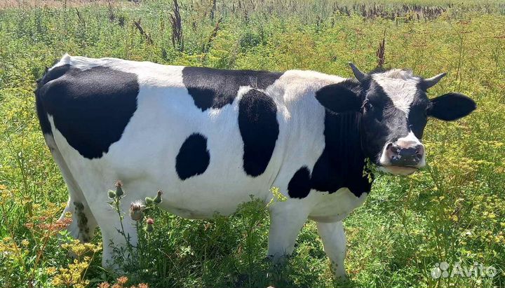 Коровы тельные