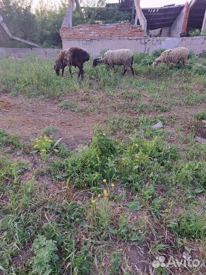 Продажа баранов и овец