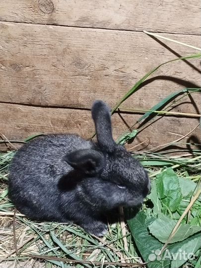 Калифорнийци, гигант