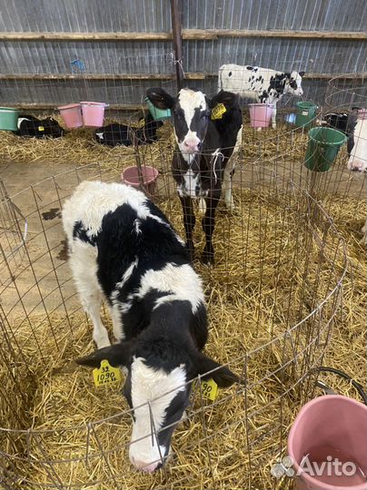 Бычки,телки