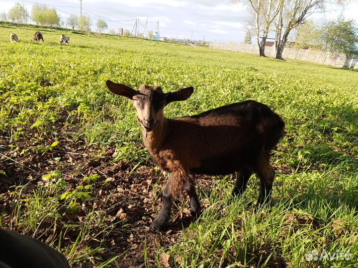 Козлы и козочки