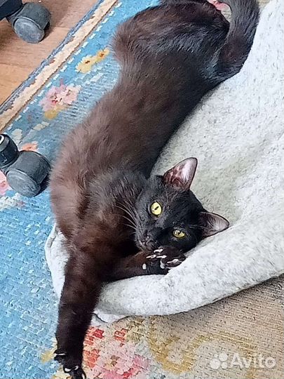 Кошка Матильда ищет семью