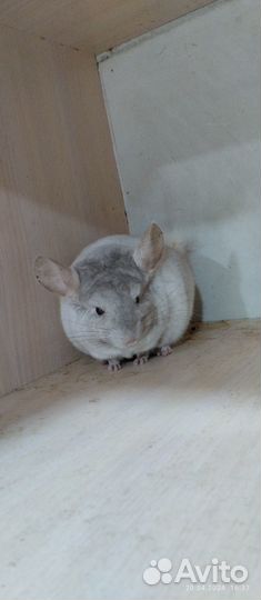 Шиншиллы пара