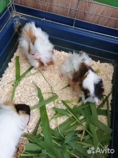 Морская свинка