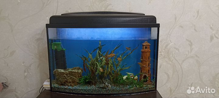 Аквариум с рыбками