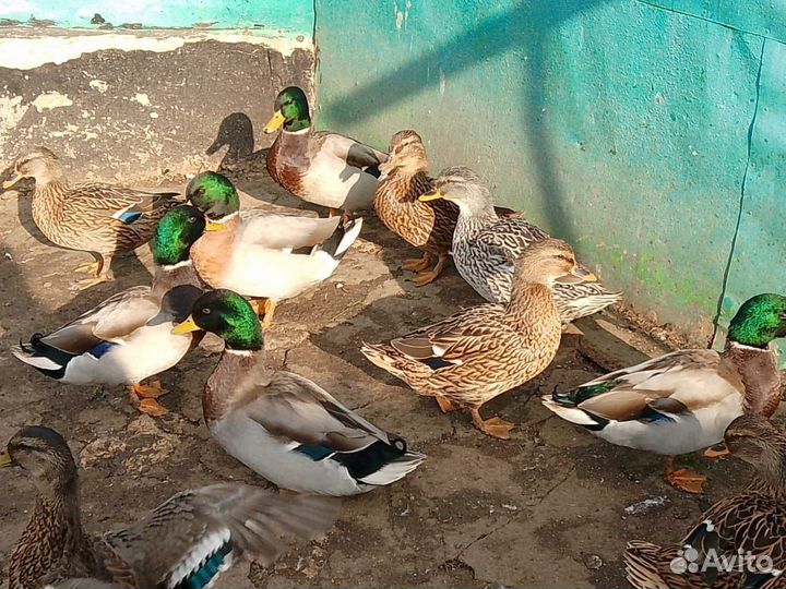 Подсадные утки для охоты