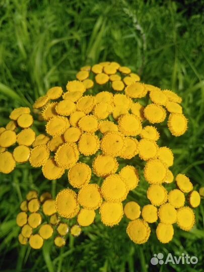 Пижма обыкновенная в букете