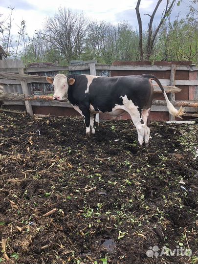 Бык сементал