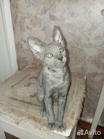 Котята корниш-рекс