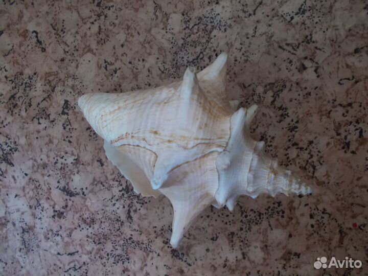 Ракушка большая