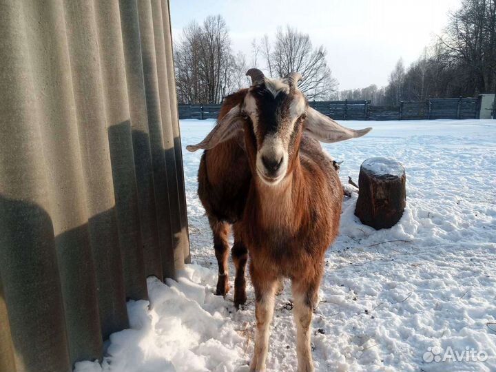 Нубийские козы