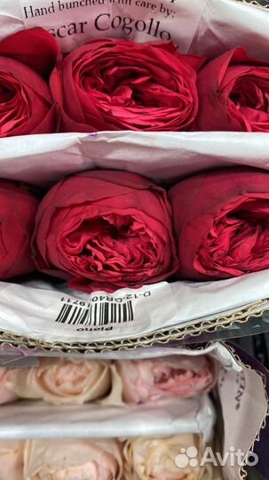 Пионовидные розы с доставкой