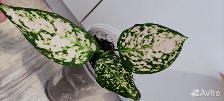 Аглаонемы сортовые